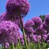 blossoms1218